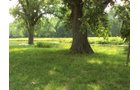 Property photo 17 - 160 Acres Offered in 6 Tracts